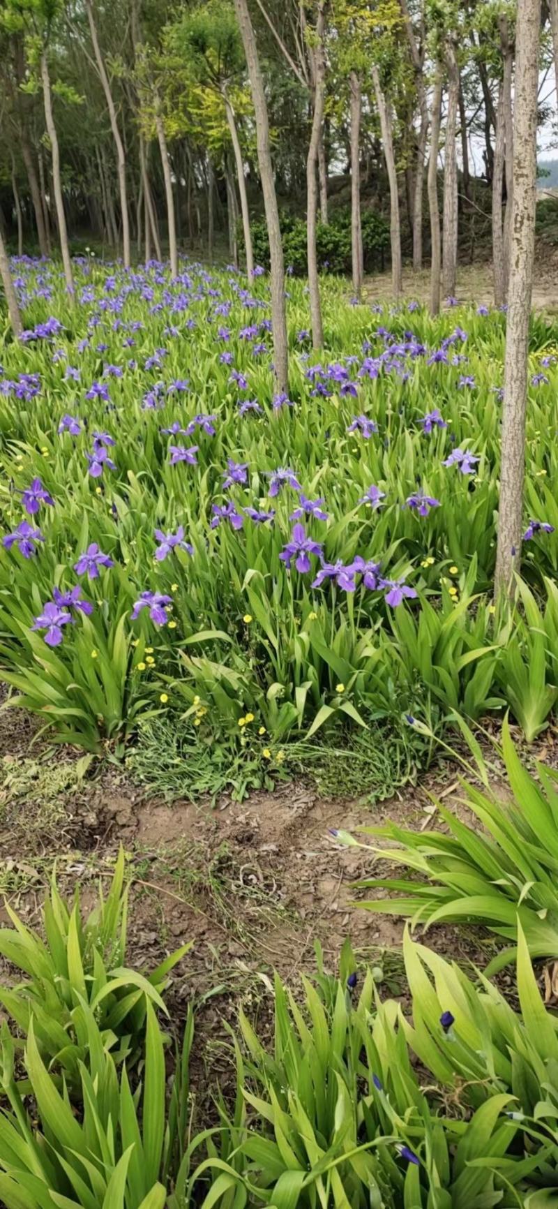 鸢尾河北保定正宗蓝花鸢尾地被植物用于小区公园广场花卉