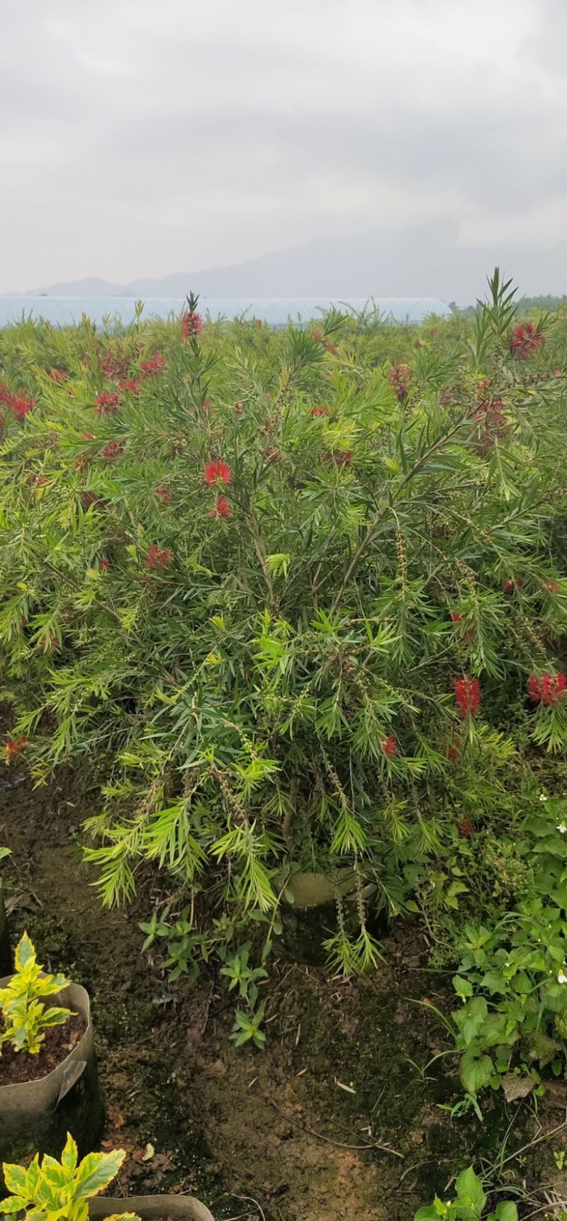 漳州市漳浦县汇景轩园林大量供应精品红千层米！！