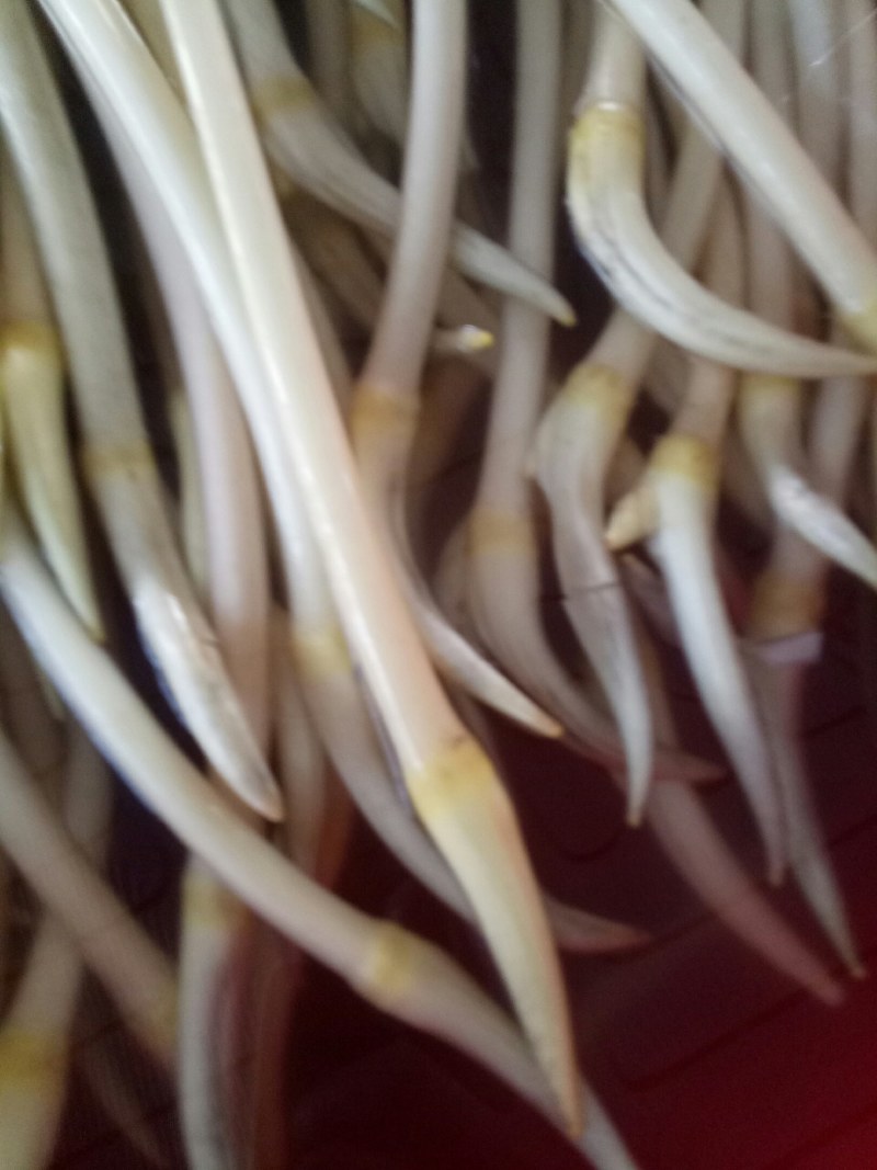香甜笔尖藕丝，藕带，菜藕丝，开始上市
