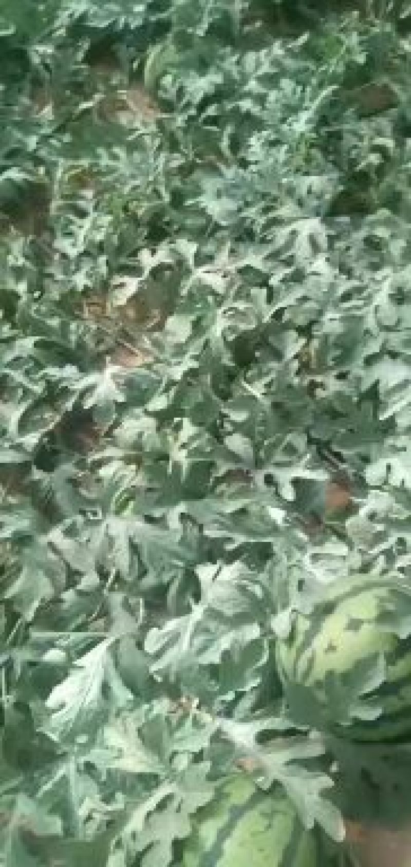 山东甜王西瓜现已经大量上市熟度好纯沙瓤黑籽八斤起步