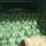 山东甜王西瓜现已经大量上市熟度好纯沙瓤黑籽八斤起步