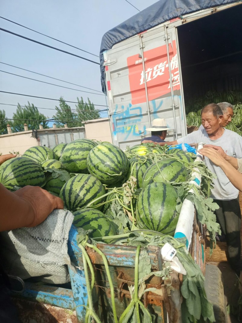 山东甜王西瓜现已经大量上市熟度好纯沙瓤黑籽八斤起步