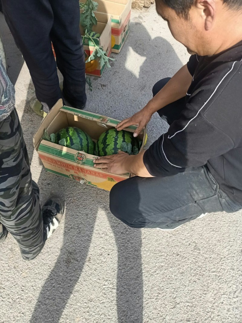 山东甜王西瓜现已经大量上市熟度好纯沙瓤黑籽八斤起步
