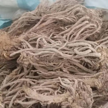 甘肃自产自销羌活，有需要的老板一定质量保证，价格优惠。