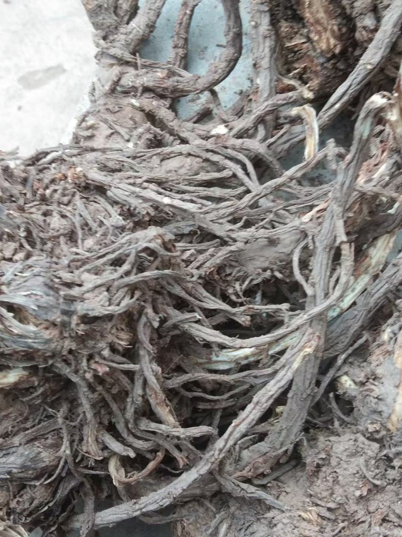 甘肃自产自销羌活，有需要的老板一定质量保证，价格优惠。