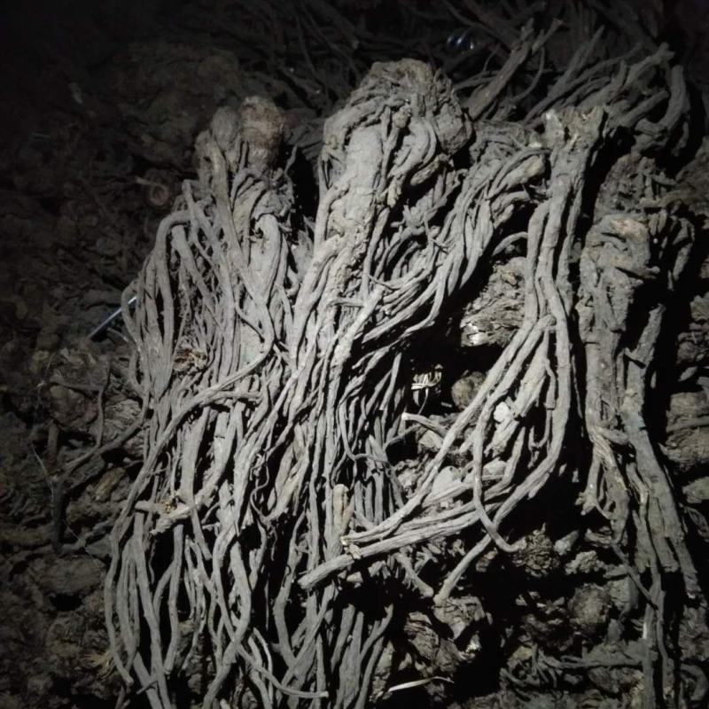 甘肃自产自销羌活，有需要的老板一定质量保证，价格优惠。