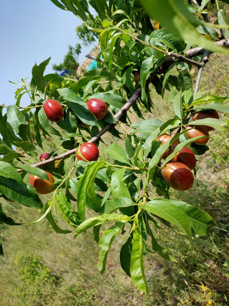 中油系列露天黄肉油桃系列金雷千年红09-3