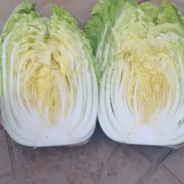 大白菜大量上市有需要联系