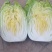 大白菜大量上市有需要联系
