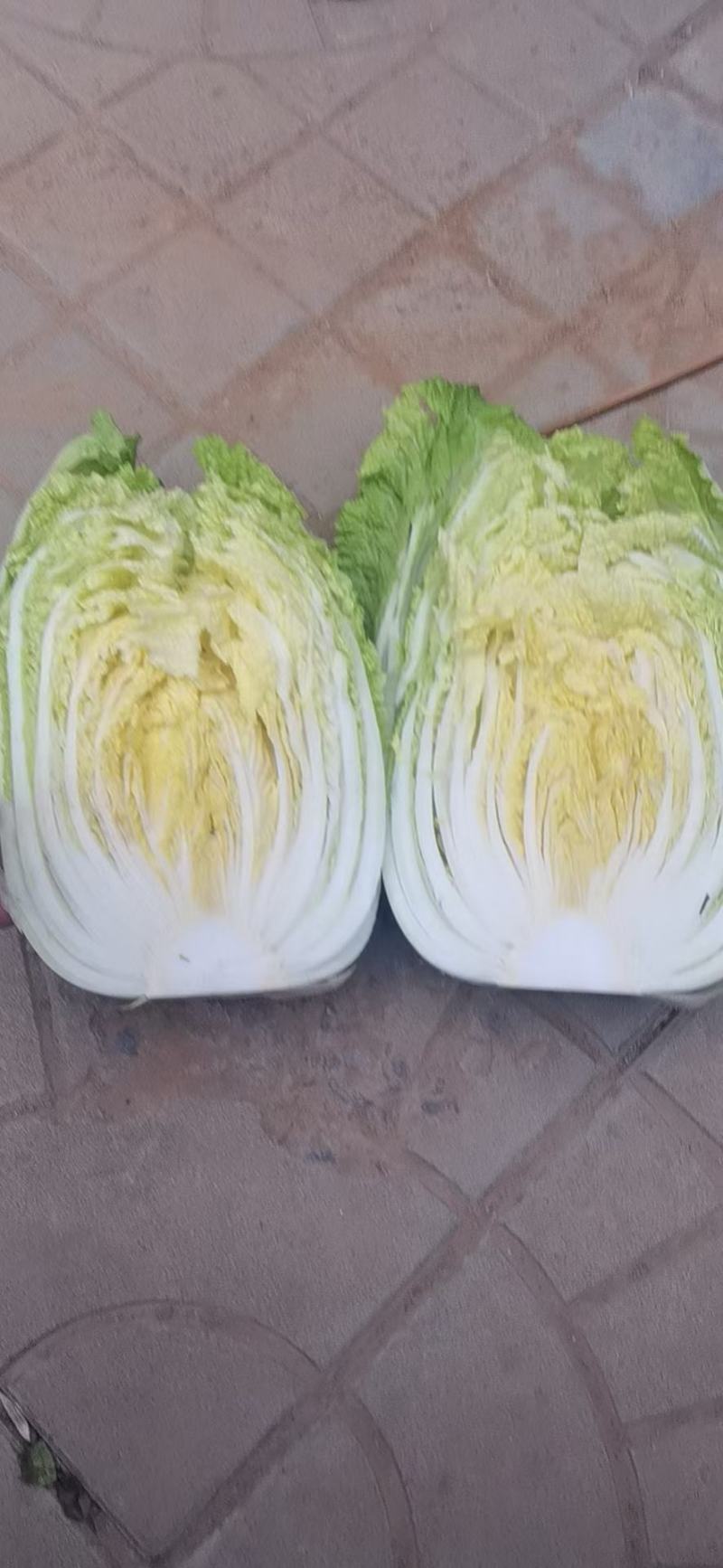 大白菜大量上市有需要联系