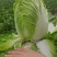 大白菜大量上市有需要联系