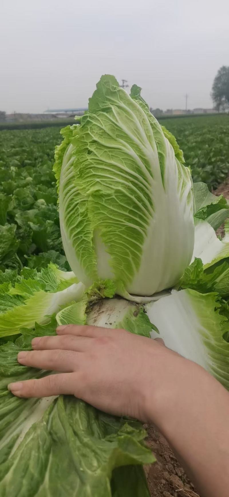 大白菜大量上市有需要联系