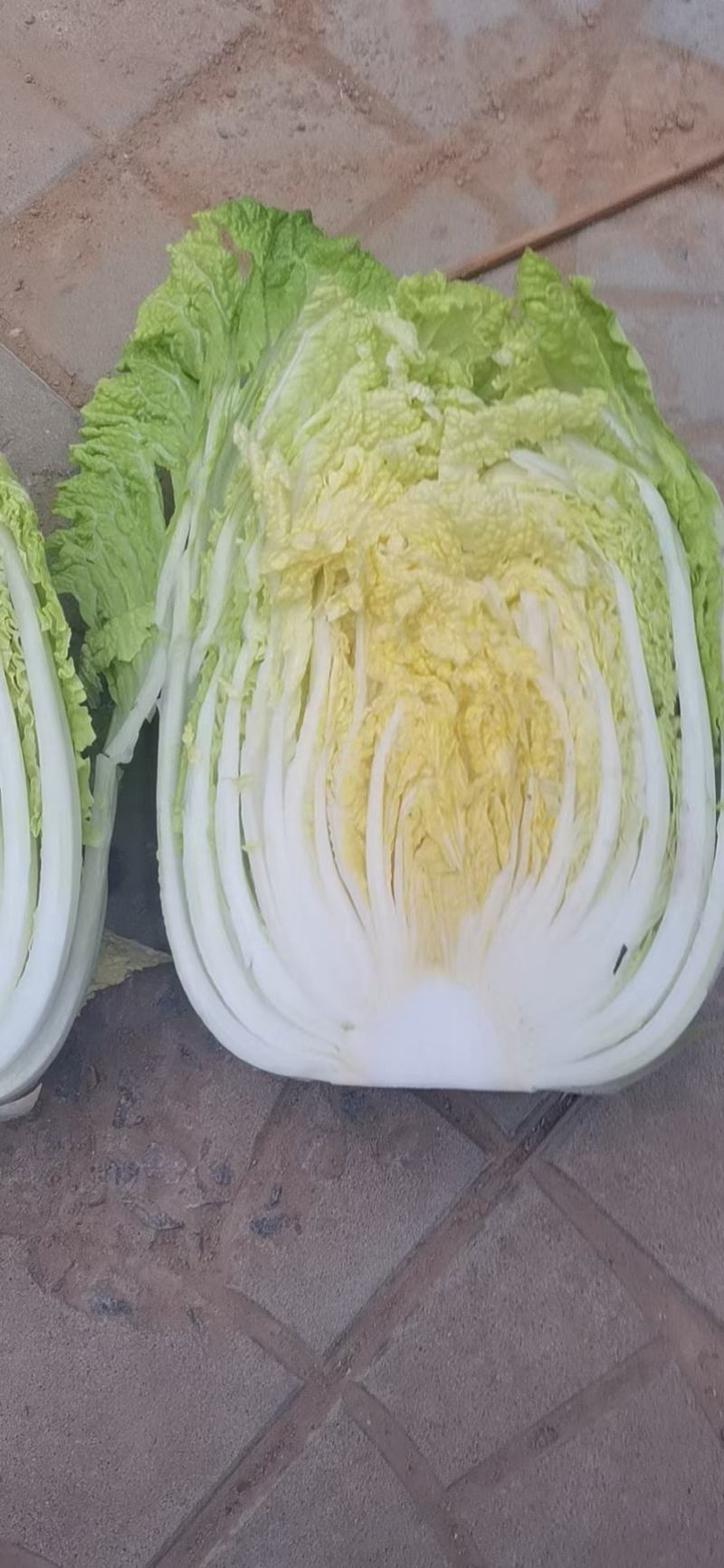 大白菜大量上市有需要联系