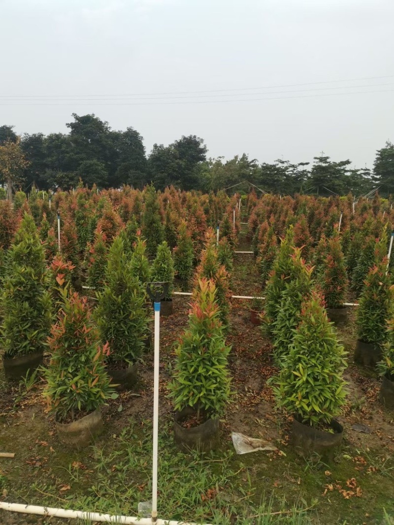 鸿运当头、红车大量现货供应，价格美丽，货源充足