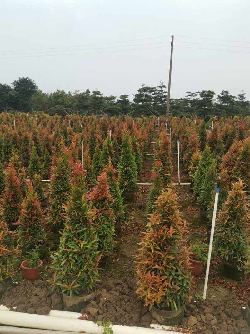 鸿运当头、红车大量现货供应，价格美丽，货源充足