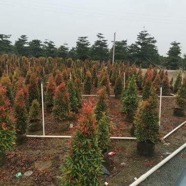 鸿运当头、红车大量现货供应，价格美丽，货源充足