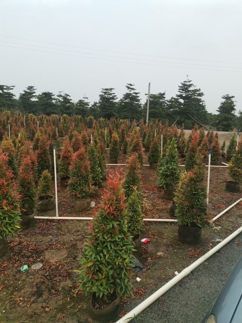 鸿运当头、红车大量现货供应，价格美丽，货源充足