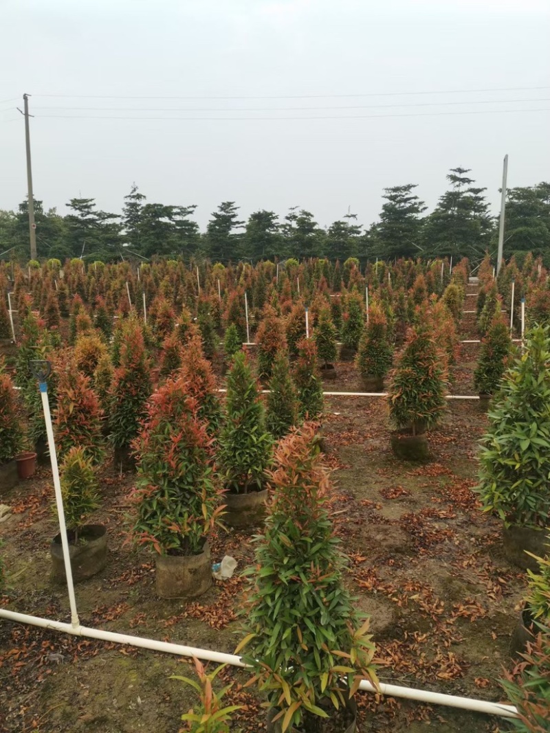 鸿运当头、红车大量现货供应，价格美丽，货源充足
