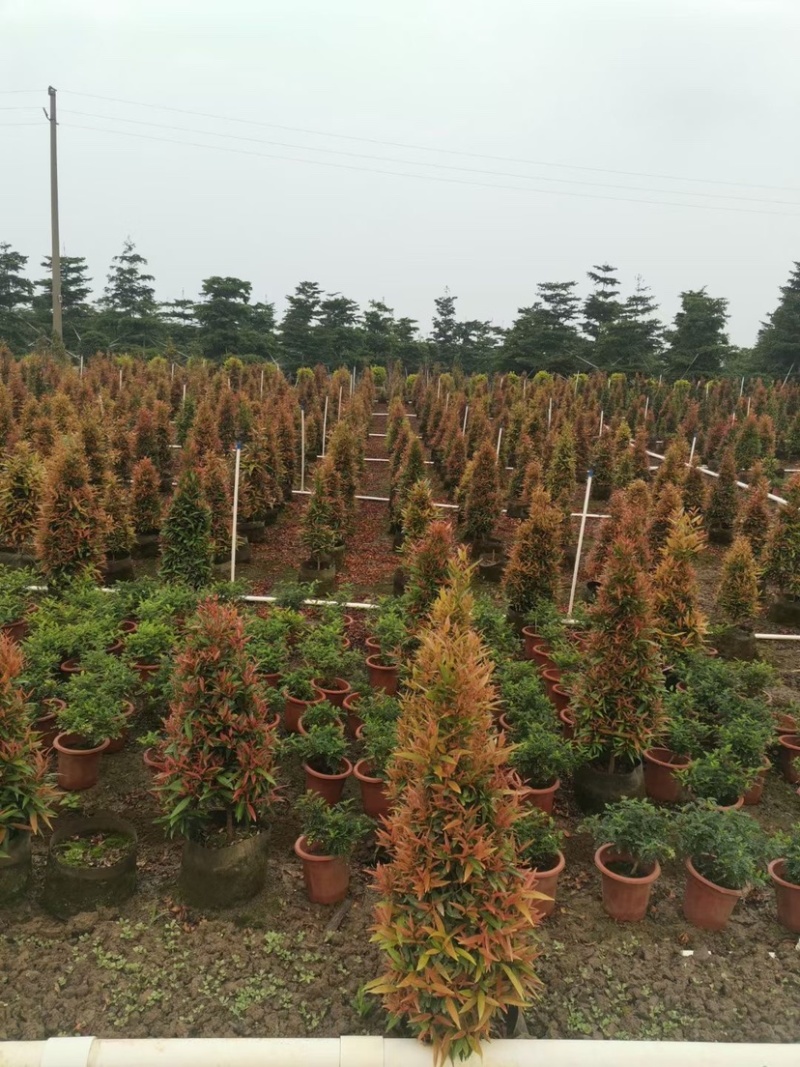 鸿运当头、红车大量现货供应，价格美丽，货源充足