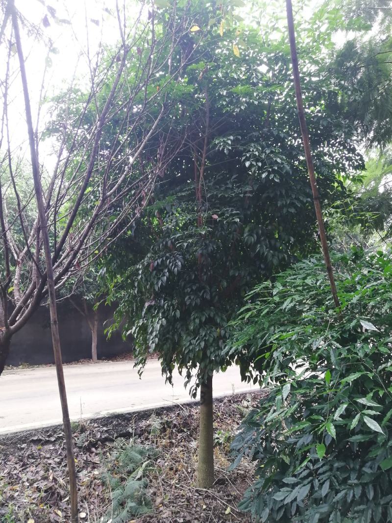 幸福树幌伞枫货源充足量大优惠，规格齐全