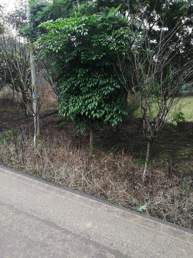 幸福树幌伞枫货源充足量大优惠，规格齐全