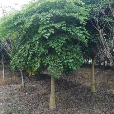 幸福树幌伞枫货源充足量大优惠，规格齐全