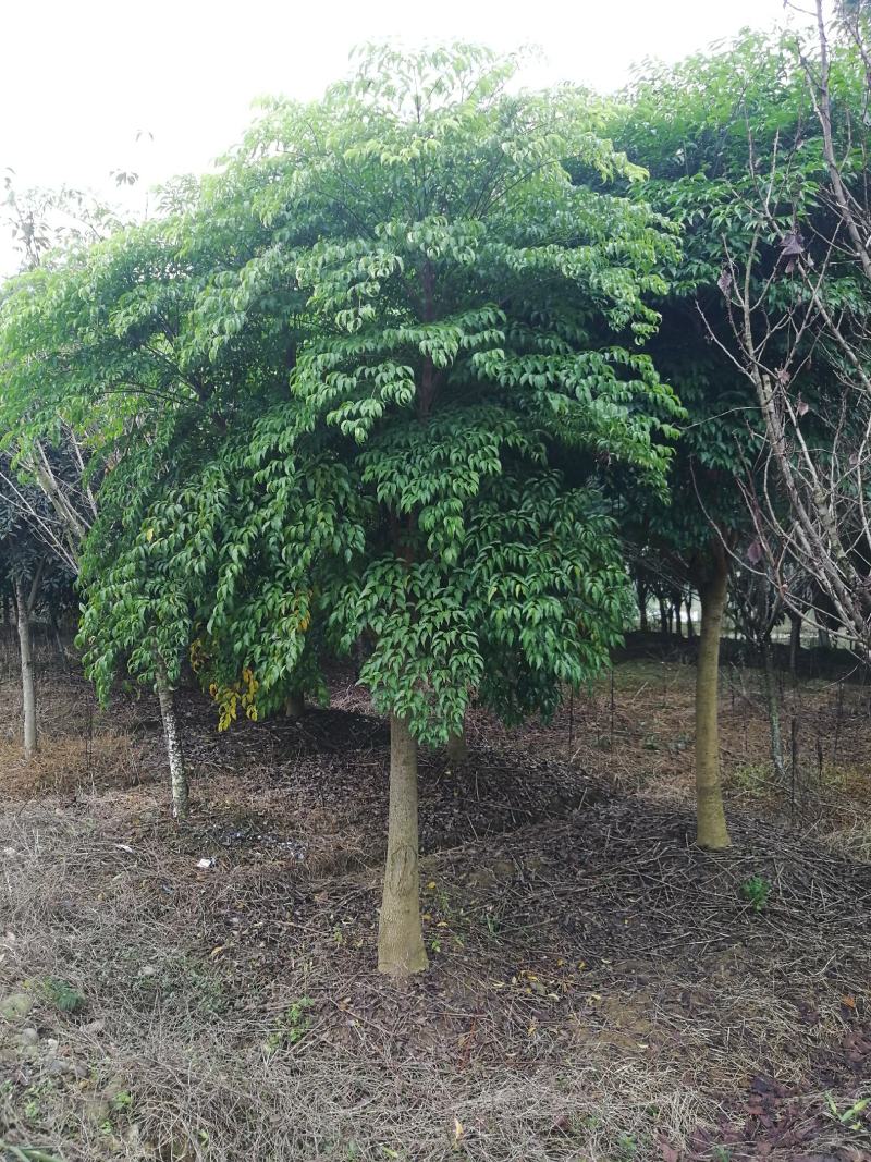 幸福树幌伞枫货源充足量大优惠，规格齐全