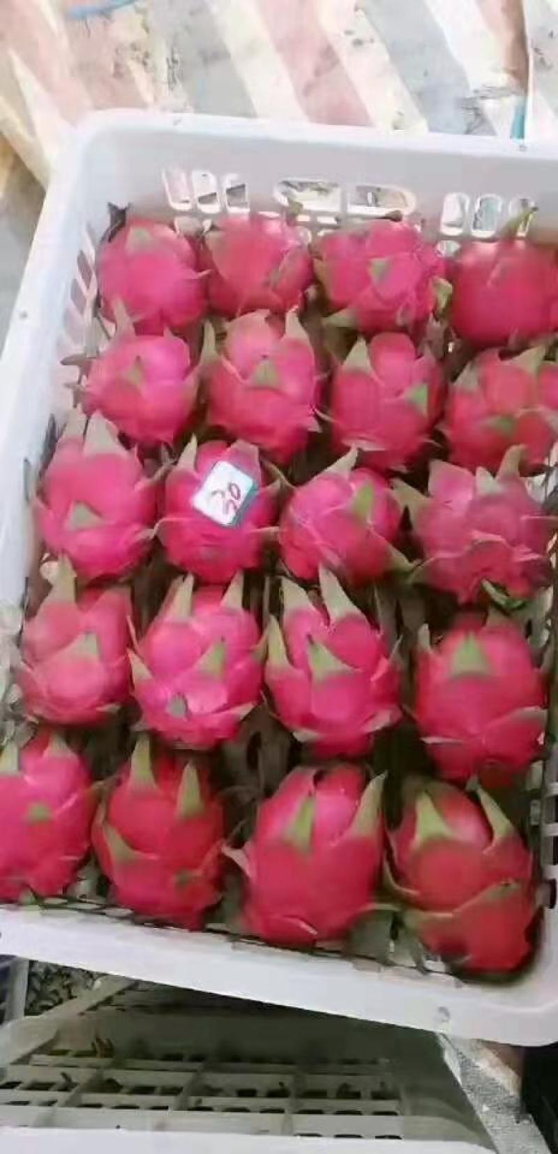 基地金都火龙果