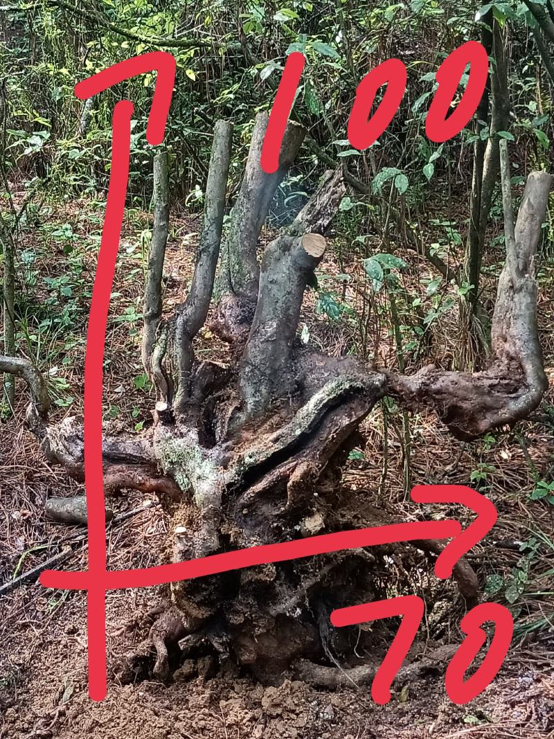 国旗红，映山红，桩头大量供应