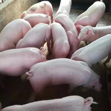 【猪场出售】三元仔猪-育肥猪苗-品种纯正-防疫严格