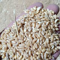 大量出售菏泽面粉厂小麦