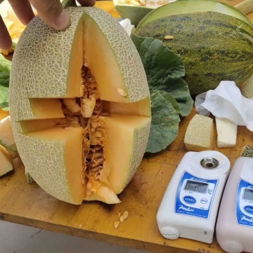 西州蜜25，小蜜25，口感好，糖度高，大量供应各种甜瓜