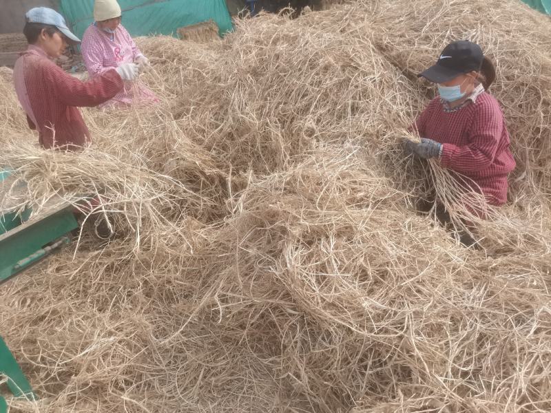 白茅根