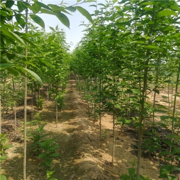 杜仲，优质杜仲苗，基地批发杜仲苗，青藤农业