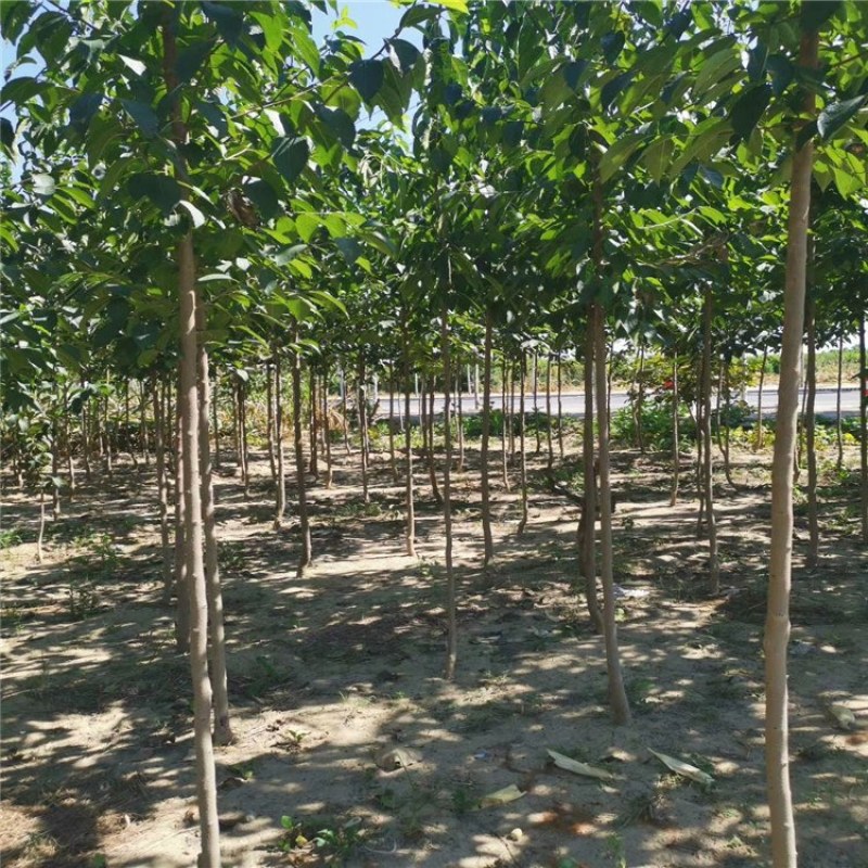 杜仲，优质杜仲苗，基地批发杜仲苗，青藤农业