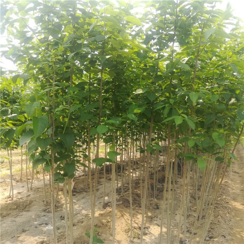 杜仲，优质杜仲苗，基地批发杜仲苗，青藤农业