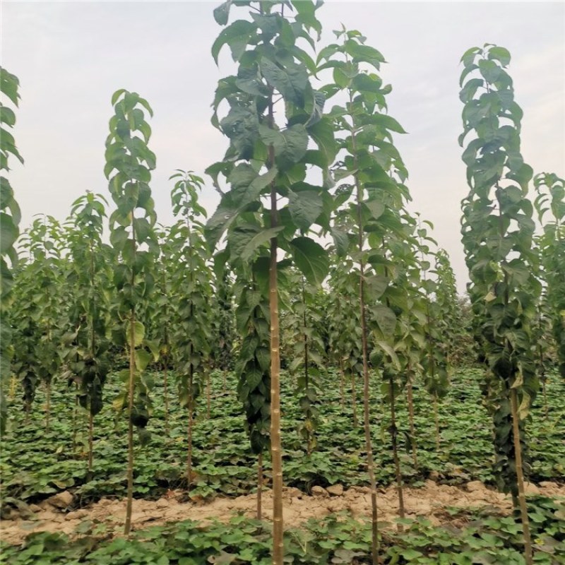 杜仲，优质杜仲苗，基地批发杜仲苗，青藤农业