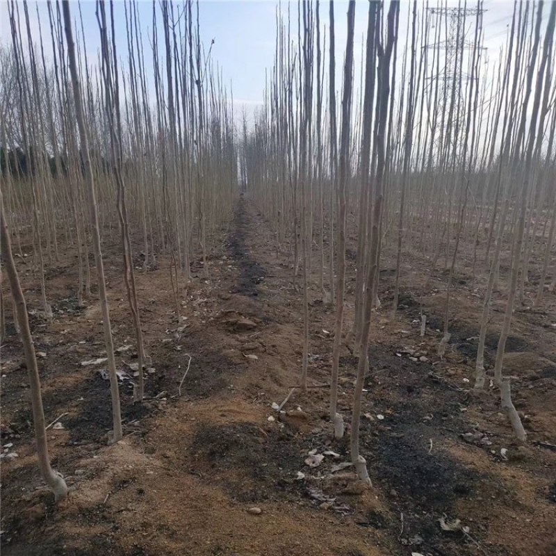 杜仲，优质杜仲苗，基地批发杜仲苗，青藤农业