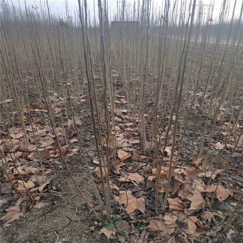 杜仲，优质杜仲苗，基地批发杜仲苗，青藤农业