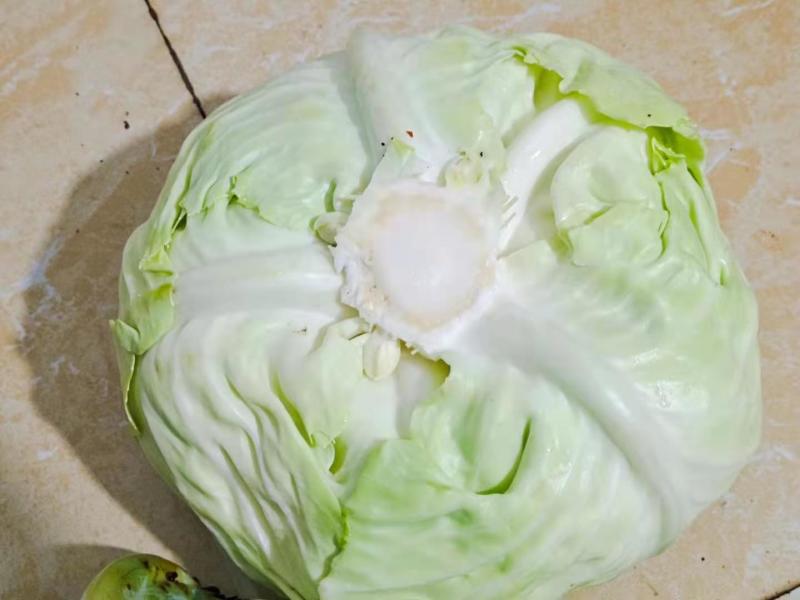 精品平顶莲花白
