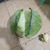 精品平顶莲花白