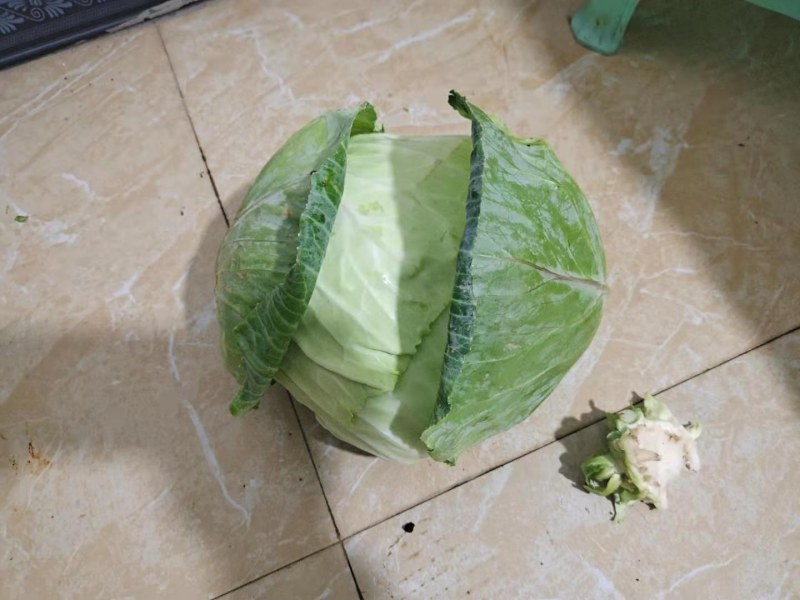 精品平顶莲花白
