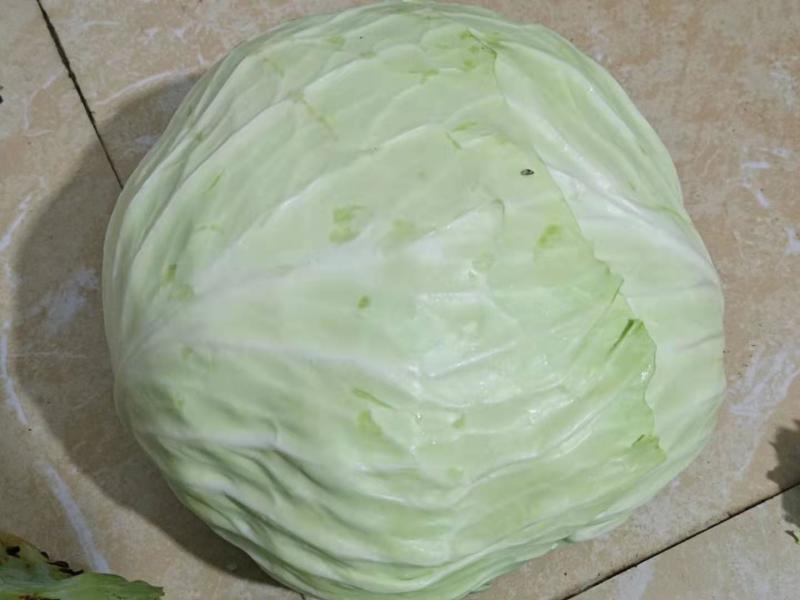 精品平顶莲花白