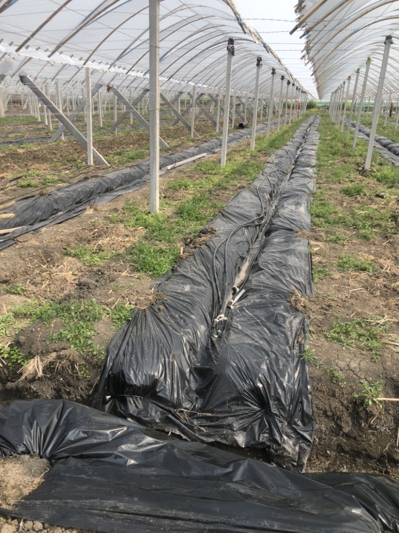 11斤防草保湿黑地膜银黑双色地膜厂家润田塑业