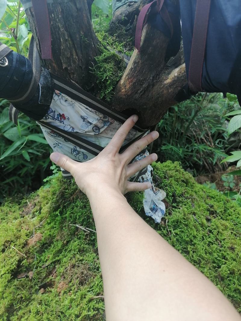 赤楠