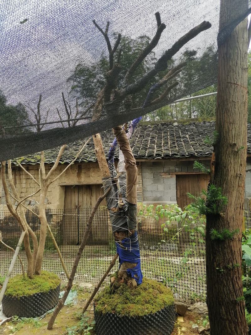 赤楠