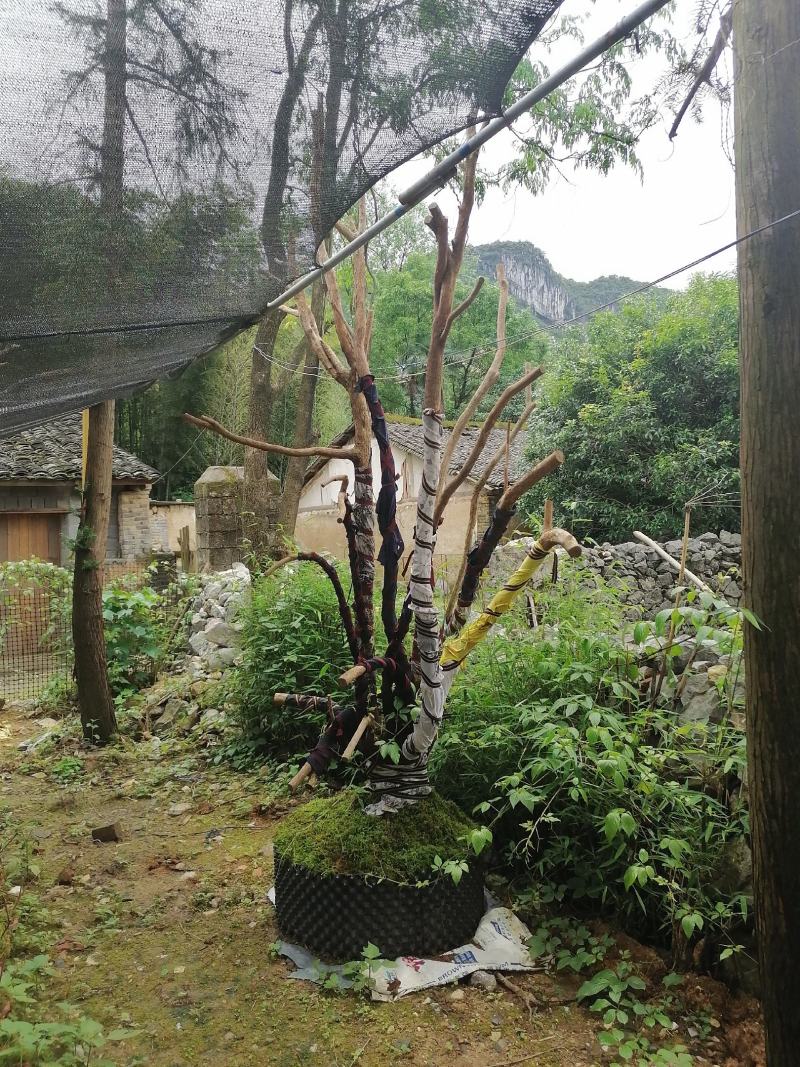 赤楠