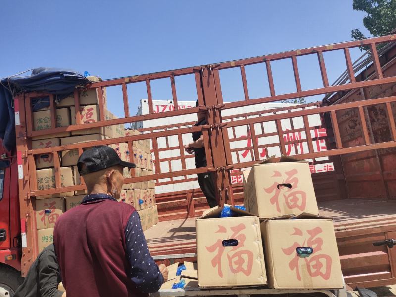 密刺黄瓜