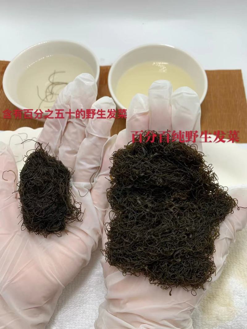 宁夏五宝之一黑宝（发菜