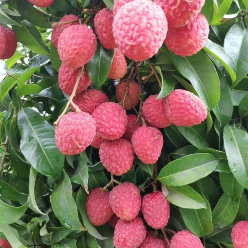 增城仙进奉荔枝苗冰荔荔枝树苗观音绿荔枝嫁接果树苗带土带叶
